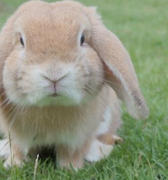 bunny-1149060_1920.jpg