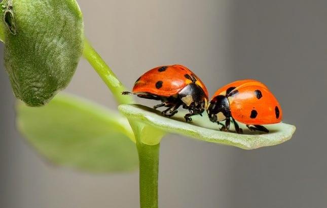 ladybugs-1593406_640.jpg