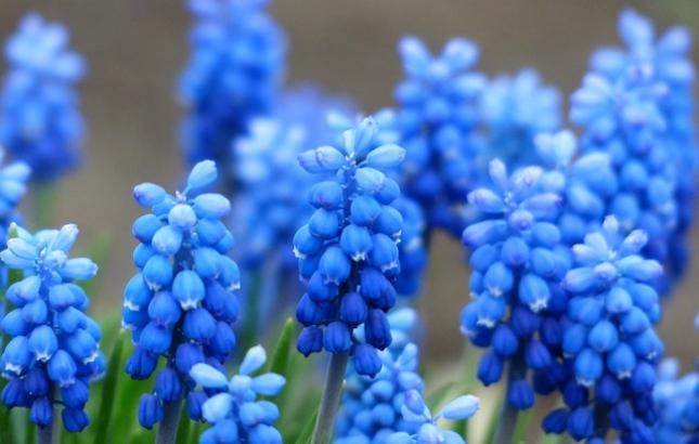 muscari-114581_640.jpg